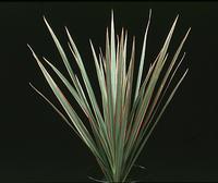 Dracaena marginata bicolor 1866