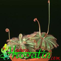 Drosera aliciae 1717