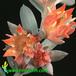 Echeveria runyonii flower 1315