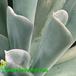 Echeveria runyonii leaf 1316