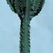 Euphorbia ingens-1040