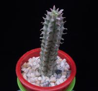 Euphorbia mammillaris MOP