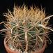 Ferocactus chrysacanthus