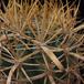 Ferocactus chrysacanthus th
