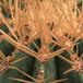 Ferocactus glaucescena 620