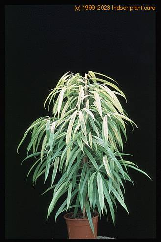 Ficus alii 3002