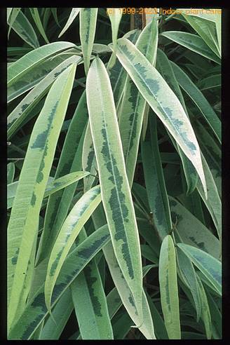 Ficus alii 3003