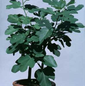 Ficus carica 1843