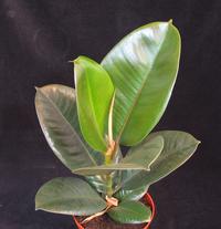 Ficus elastica