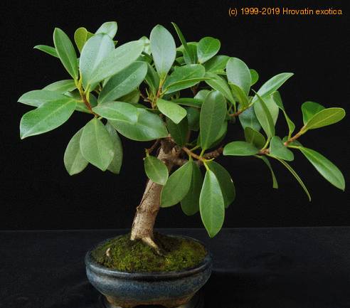 Indoor Bonsai Tree on Ficus Nitida   Care