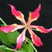 Gloriosa superba SIf