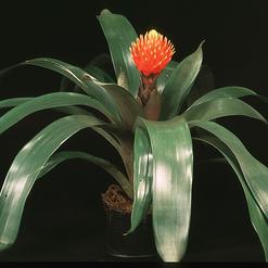 Guzmania conifera