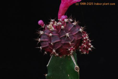 Gymnocalycium mihanovichii ssp. friedrichii 4