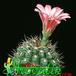 Gymnocalycium monvillei 357