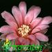 Gymnocalycium monvillei flower 358