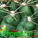 Gymnocalycium monvillei thorn 359