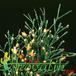 Hatiora salicornioides add1 247
