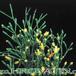 Hatiora salicornioides flower 1054