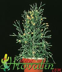 Hatiora salicornioides thorn 246
