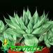 Haworthia retusa 1139