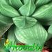 Haworthia retusa leaf 1140