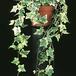 Hedera helix 'golden colibri' 1876