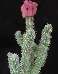 Hoodia bainii SIs