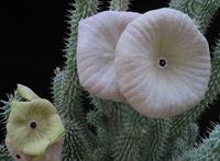 Hoodia g1 flower