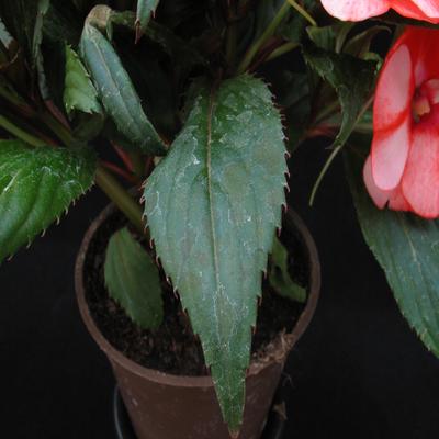 Impatiens 3