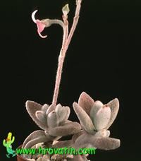Kalanchoe eriophylla 1307