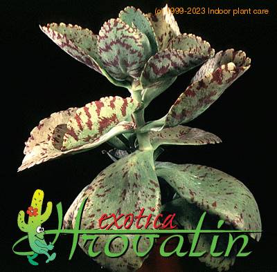 Kalanchoe marmorata 1233