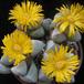Lapidaria margaretae