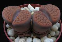 Lithops schwantesii cristinae