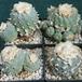 Lophophora