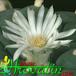 Lophophora echinata v diffusa flower 414