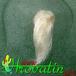 Lophophora echinata v diffusa thorn 415
