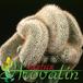 Mammillaria geminispina cristata 504