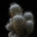 Mammillaria geminispina SIg