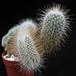 Mammillaria geminispina v. nobilis f. cristata 2