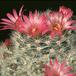 Mammillaria glassii ssp glassii