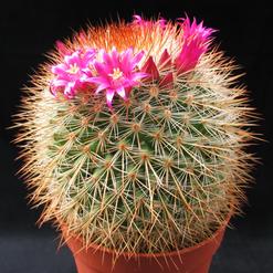Mammillaria spinosissima