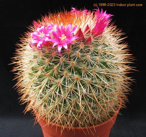 Mammillaria spinosissima