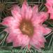 Mammillaria spinosissima flower 238