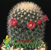 Mammillaria spinosissima v albispina 462