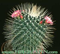 Mammillaria spinosissima v monospina 201