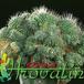 Mammillaria spinosissima v monospina cristata 481