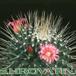 Mammillaria spinosissima v monospina flower 202