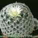 Mammillaria trichacantha 253