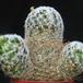 Mammillaria trichacantha ssp. duwei