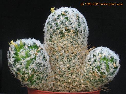 Mammillaria trichacantha ssp. duwei